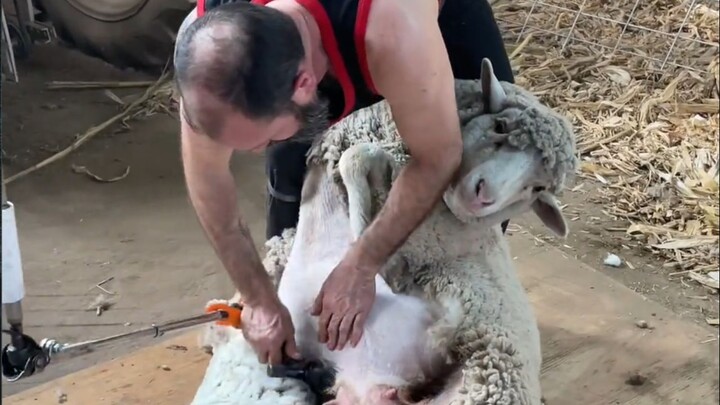 วันนี้โกนขนแกะตัวอ้วนน้อยไปอีก 200 ตัว พี่ชายทำท่าทางคล่องแคล่วและอ่อนโยนตลอดกระบวนการ จนเจ้าแกะน้อย