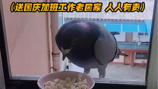 ขอขอบคุณนกพิราบล่วงเวลาในวันชาติ