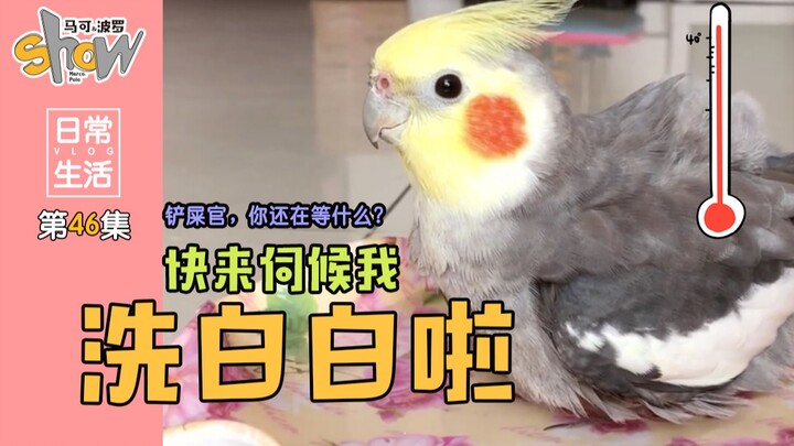 So CUTE It’ll Melt Your Heart! This Baby Chick Insists on Getting a Bath from Humans… A Super Healin