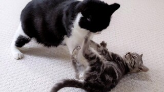 Kitten Vs Cat 4K