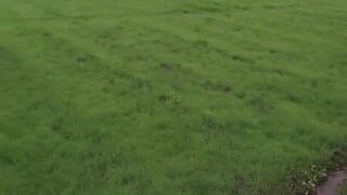 Motherly love is hidden in the lawn