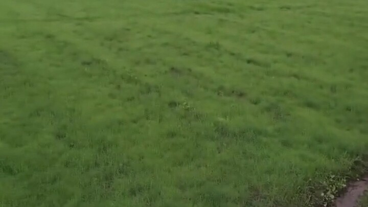 Motherly love is hidden in the lawn