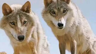 你的报复心有多强？