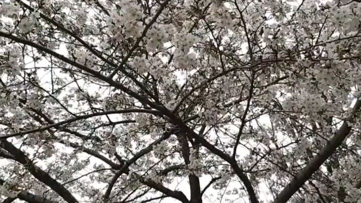 Sakura at Adachi Tokyo #spring #japan #sakura