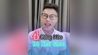 Mèo rẻ quá. Cho mà không ai thèm nhận  lequoctien chiase chomeo pets LearnOnTikTok thucung