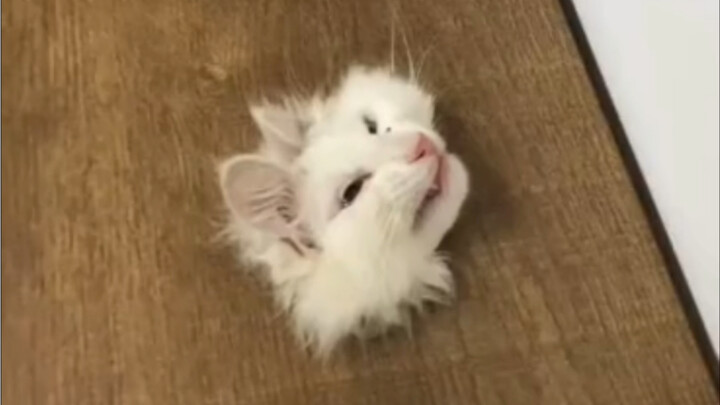 Sau khi bốn chú mèo con đã được nhận nuôi, thì ông bác hai và cô mèo tam thể mặt đanh đá, cùng chú m