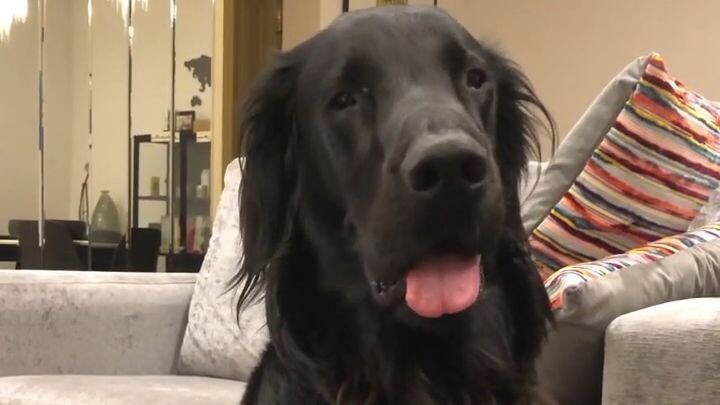 A dog show