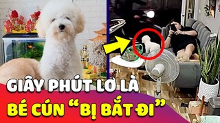 Chỉ 1 giây phút LƠ LÀ, cô gái bị CẨU TẶC cướp mất BÉ CÚN làm ai cũng không khỏi thương cảm 😥 Gâu Đần