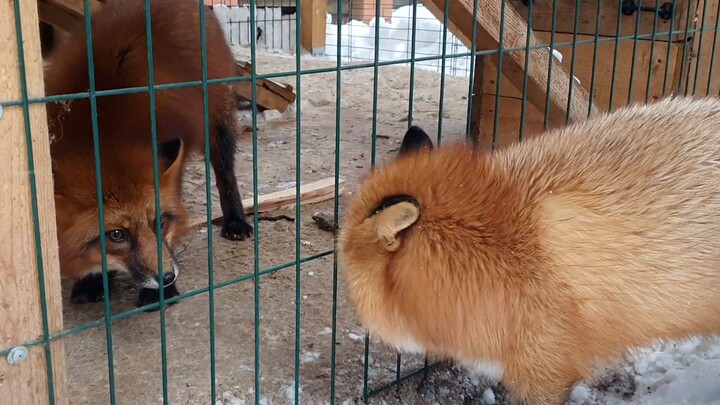 Yey! Pacar Huohuo sudah tiba!