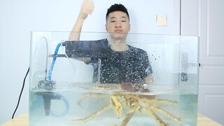 Nuôi một con cua hoàng đế ở nhà, hy vọng nó có thể sống tốt nhé