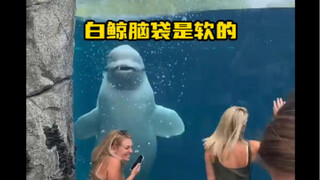 Beluga whales have soft heads, but they can not only sing but are also muscular men with 16-pack abd