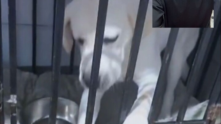 Chú chó mắng Phan Hồng trong buổi livestream! Trực tiếp trúng tuyển!