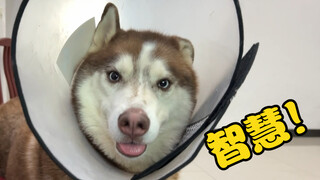 Husky: Tôi có não mà, muốn lừa tôi hả? Không có cửa đâu!