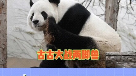 Kebun Binatang Beijing, panda raksasa Gugu, kisah empat kali pertarungannya dengan makhluk berkaki d