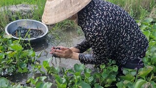 Mò Được Mớ Ôc Đắng  Đem Về Làm Món Lạ Cả Nhà Ai Cũng Thích ATML &Family T49