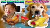 Thú Cưng Vlog | Gâu Đần Phá Hoại Mẹ #6 | Chó thông minh vui nhộn | Smart dog funny pets