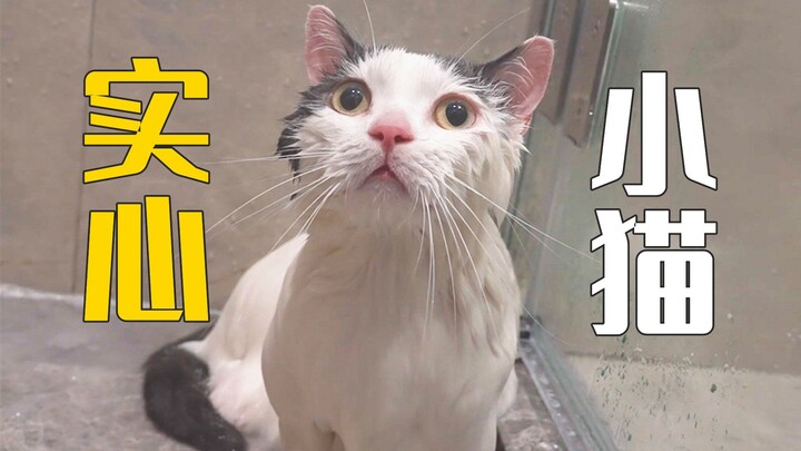 ลูกแมวพูดว่า: ขอบคุณค่ะแม่ หนูชอบอาบน้ำมากเลย!