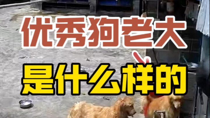 What Makes a Great Dog Boss?