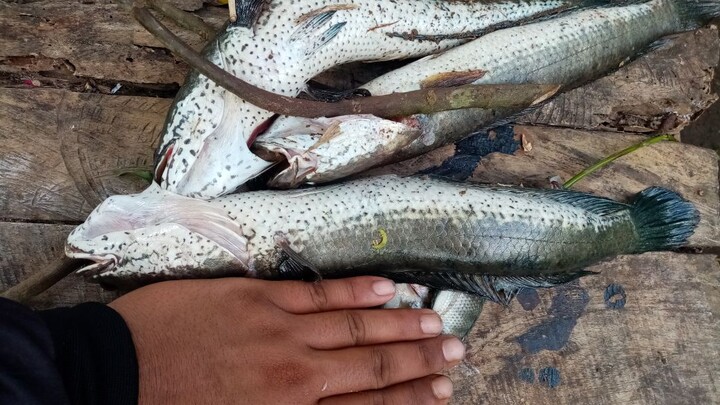 Daming isada sa sapa(Cabanbanan Calabanga Cam,sur