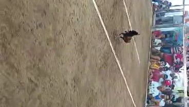 Ravena gamefarm hennie