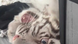 我也刚来，一觉醒来就在这里了，听我解释妈妈