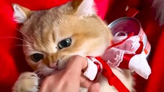 The mama-san of the cat café is once again brainwashing the kitties!