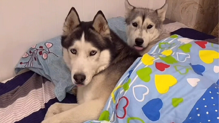 Sau khi miền Bắc ngừng sưởi, chú chó Husky tức đến mức không còn sức phản kháng