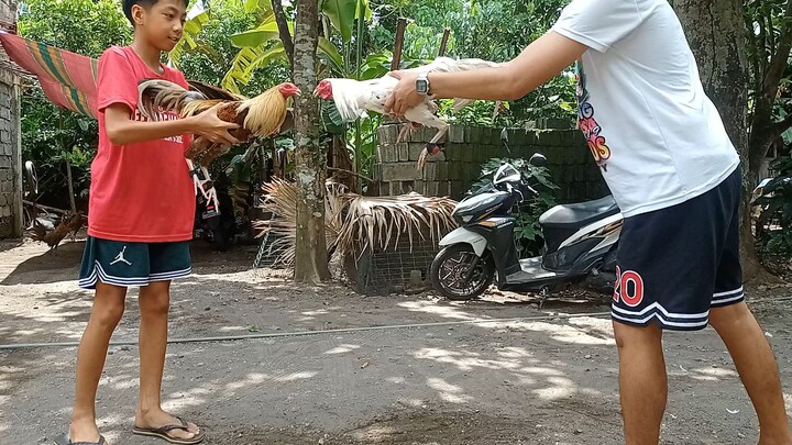 gold grey 7 months old