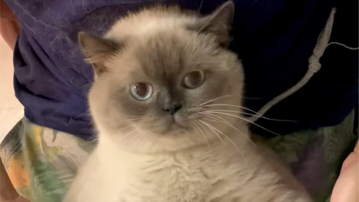 Mèo con ơi, hôm nay mình nhảy một điệu cho mọi người xem nhé!