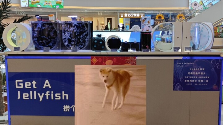 Cửa hàng sứa đã đóng cửa, tạm biệt nhé!