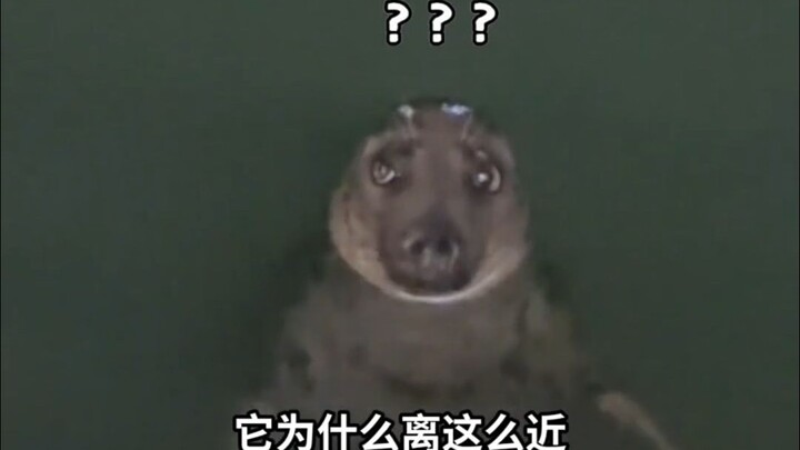 Why does it look a bit like a dog? #EnglishSpeakingAndListening