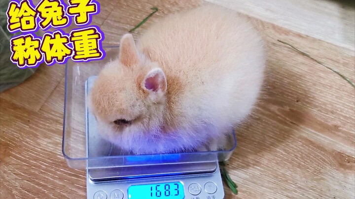 A dwarf rabbit priced at 5,000 yuan—how much will it change after just one month of being raised? It
