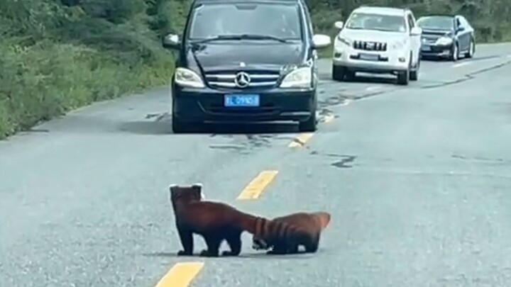Gặp gỡ gấu trúc đỏ hoang dã trên đường cao tốc, mẹ gấu trúc lo lắng nên đến đón con non.