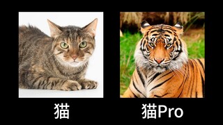 狗的放大版是什么