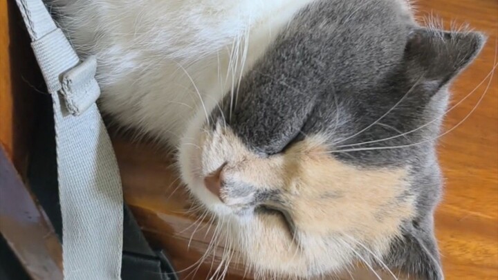 หนูง่วงงง #cat #catsofinstagram #cats#catstagram#catlover  #catlovers#instacat#meow #kitten