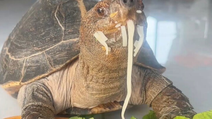 Why are you such a glutton for noodles, turtle?