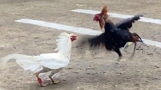 Puti Vs Dark Red, 44k PARADA NAKASAHAN LUCENA VS LUCBAN #SABONG