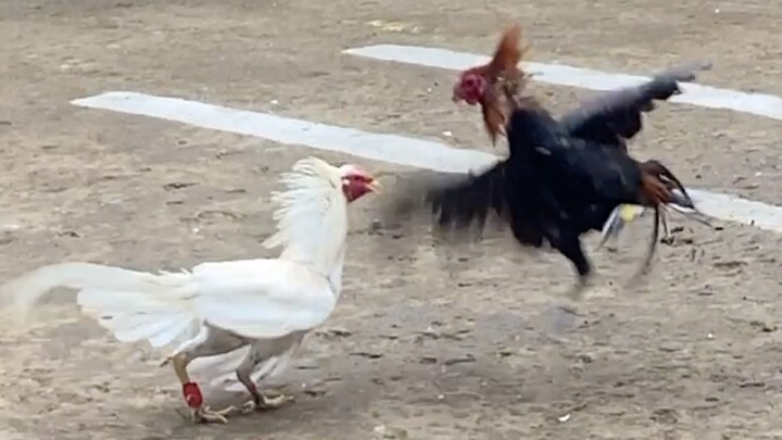 Puti Vs Dark Red, 44k PARADA NAKASAHAN LUCENA VS LUCBAN #SABONG