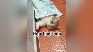 Thấy cũng tội mà thôi cũng kệ :))) conmeogianac mèo cute
