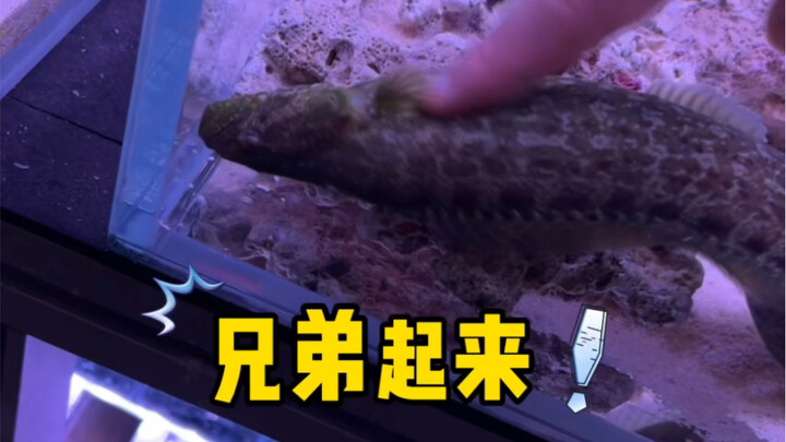 Unboxing kotak misteri ikan laut!