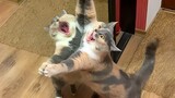 Are You Boring These Funny CATS are the best solution - Funniest Cat Videos