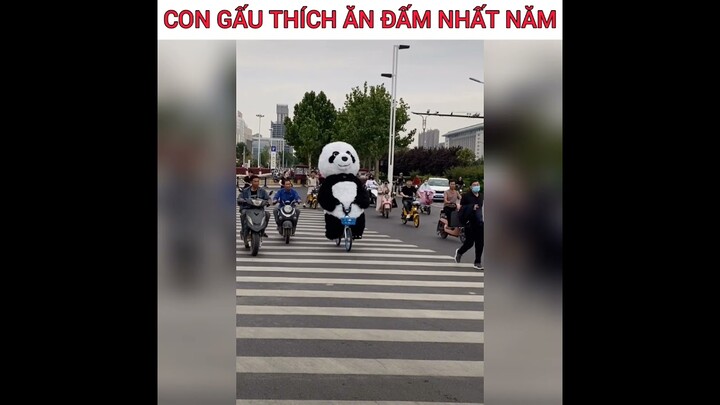 Bé gấu này tấu hài dã man 😂 cười mệt xỉu 😆