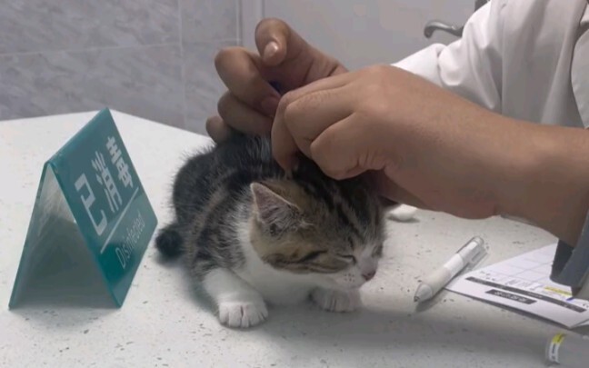 Kitten gets ambushed by the old comrade with no warning!