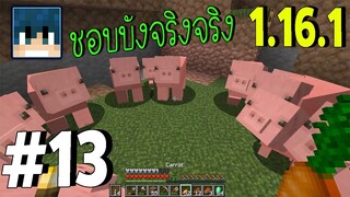 สร้าง ฟาร์ม หมู ฟาร์ม แกะ #13  l มายคราฟ เอาชีวิตรอด 1.16