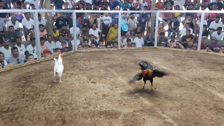 4stag derby Ipilan brookes palawan