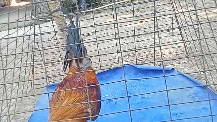 Inilaban mo talaga, napaka solid mo hanggang sa muli🐓🕊️