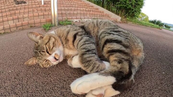 แมวน่ารักตัวหนึ่งจะขดตัวเมื่อถูกมนุษย์สัมผัส