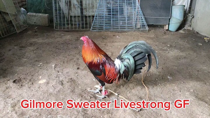 Gilmore Loss 2nd fight tapon sabaw