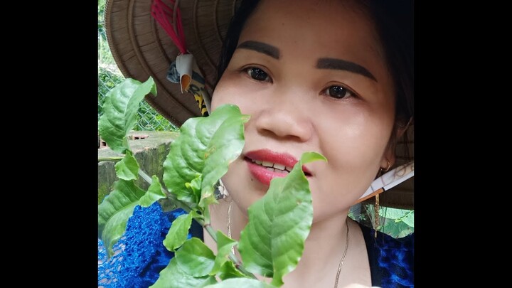 CÂY THUỐC TRỊ BỆNH BƯỚU CỔ TẠI NHÀ .TRỊ CÁC LOẠI BƯỚU VÀ UNG THƯ (cây thuốc quanh nhà)