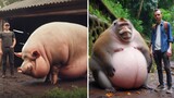 Here Are The World's Fattest Animals